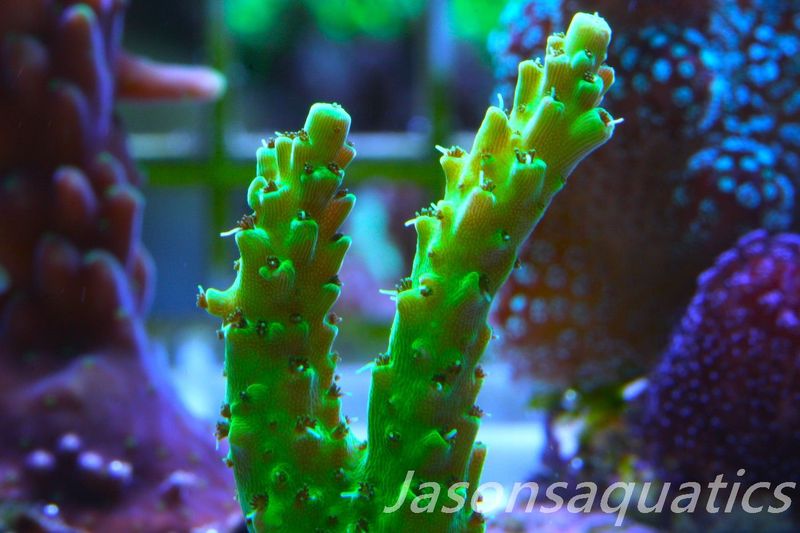 Acropora, Stunning Dayglow Table Frag B