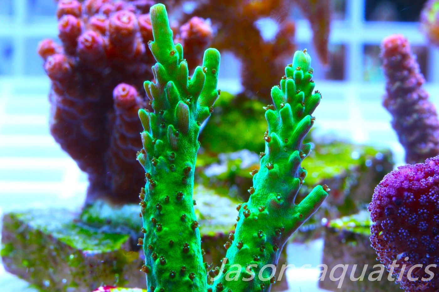 Acropora, Stunning Dayglow Table Frag B Acropora, Stunning Dayglow Table Frag B