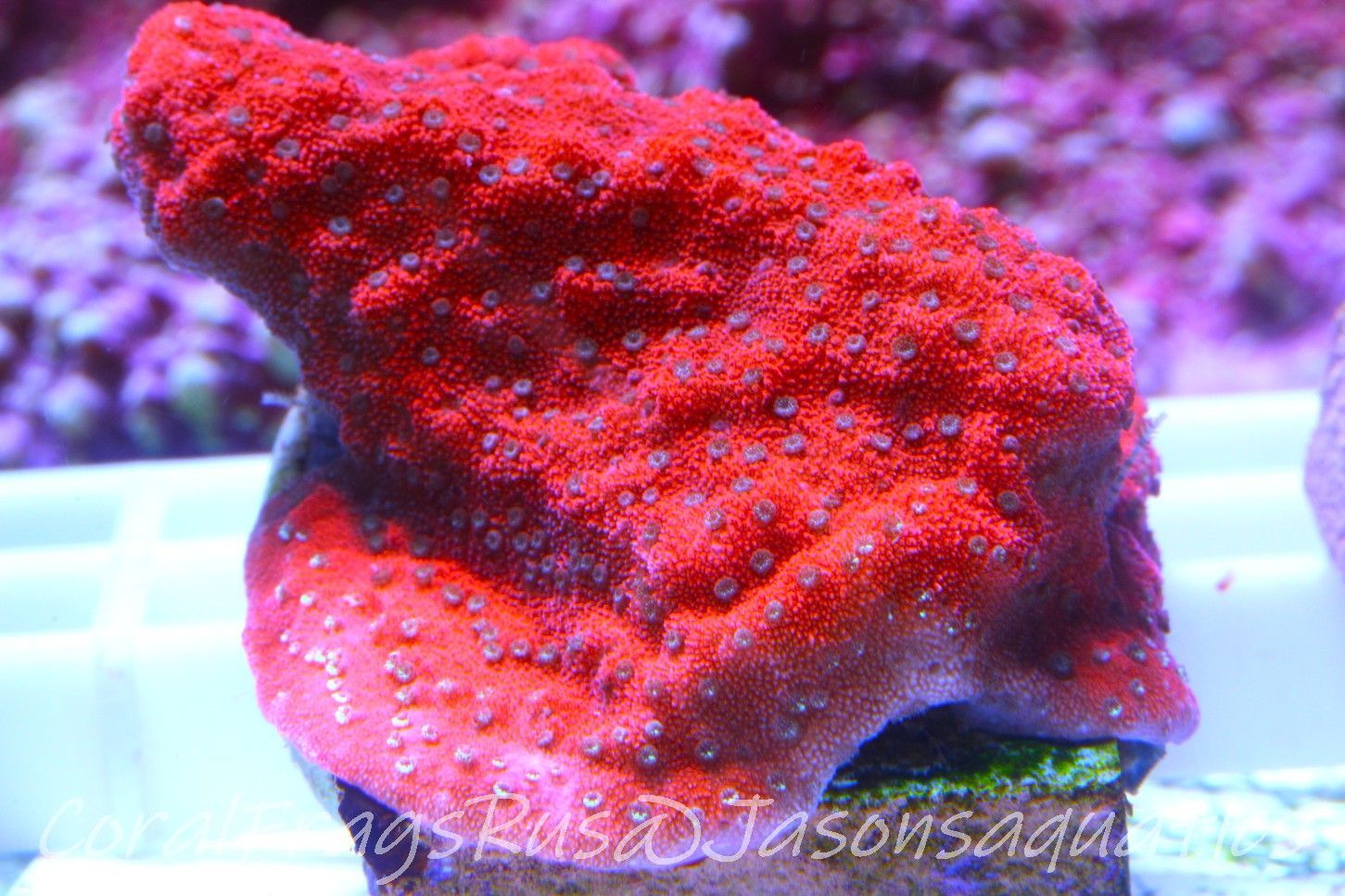 Montipora, Mystic Sunset Morph, Frag B