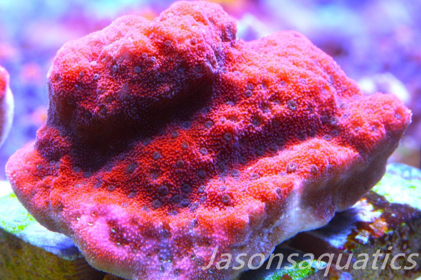 Montipora, Mystic Sunset Morph, Frag C Montipora, Mystic Sunset Morph, Frag C