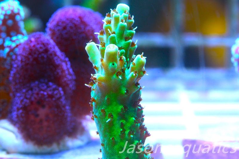 Acropora, Stunning Dayglow Table Frag D