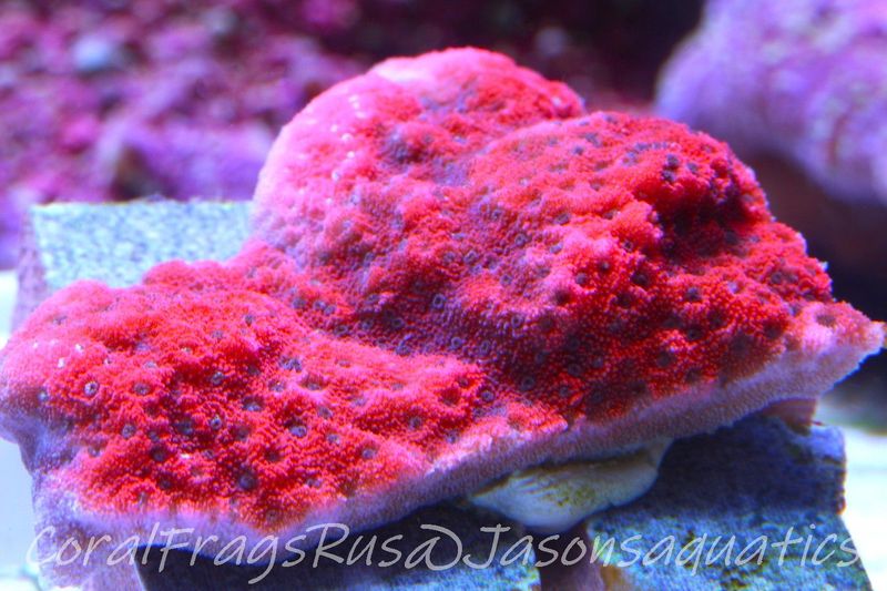 Montipora, Mystic Sunset Morph, Frag A