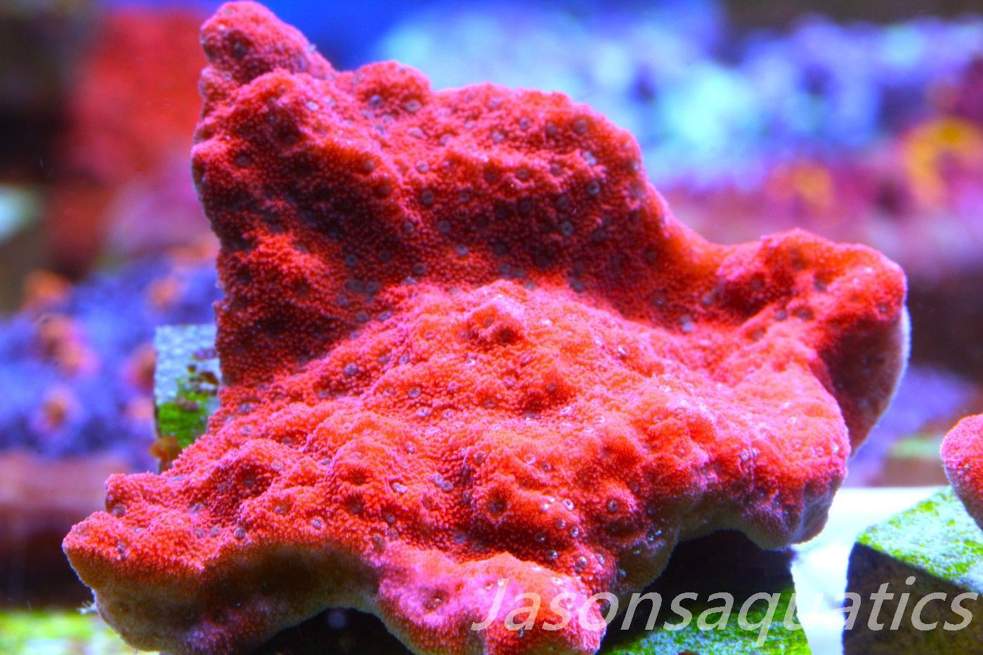 Montipora, Mystic Sunset Morph, Frag D