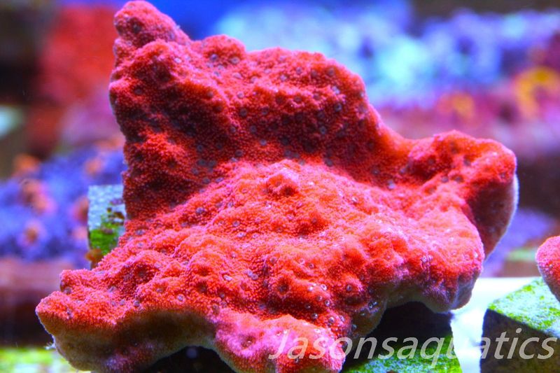 Montipora, Mystic Sunset Morph, Frag D