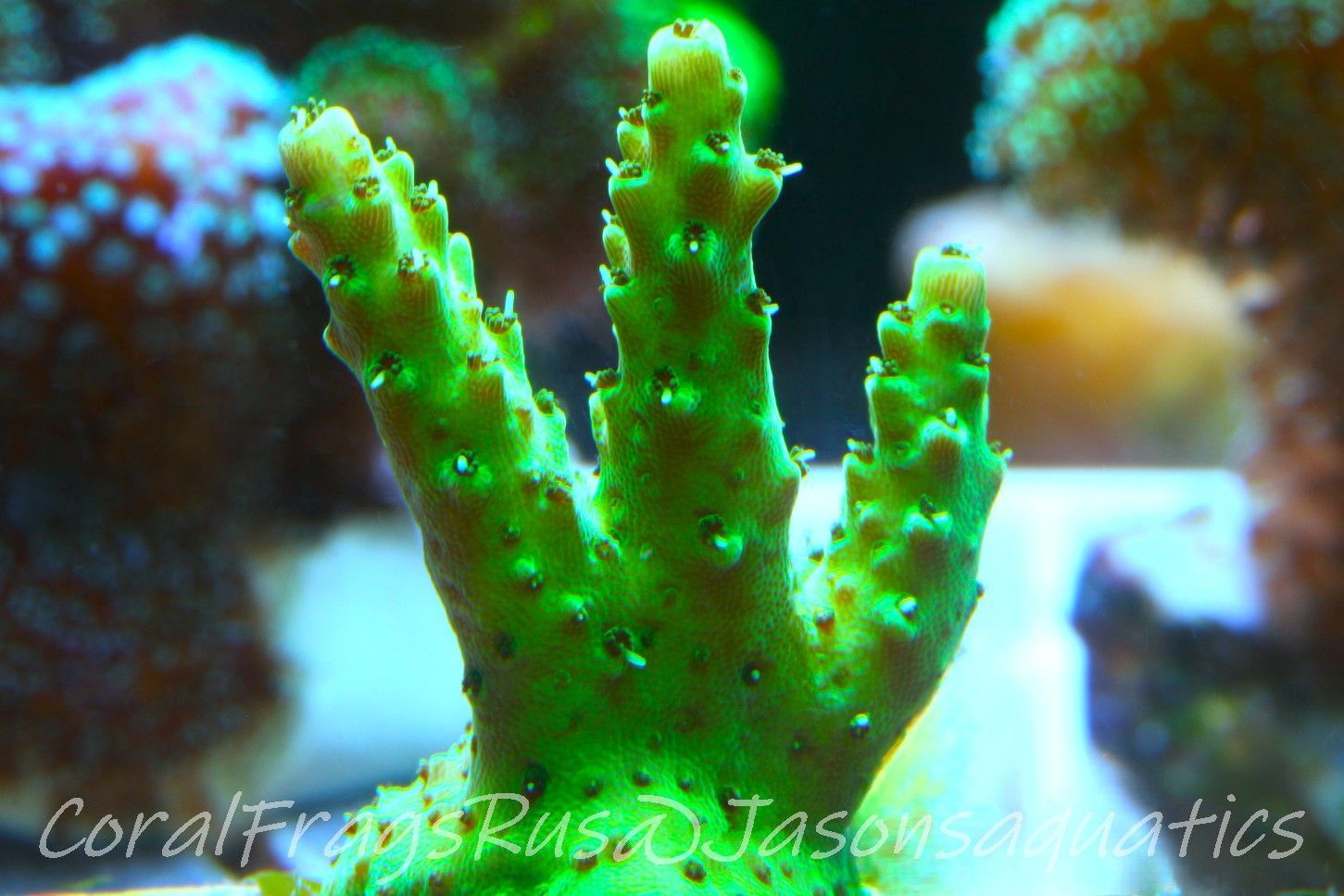 Acropora, Stunning Dayglow Table Frag A Acropora, Stunning Dayglow Table Frag A