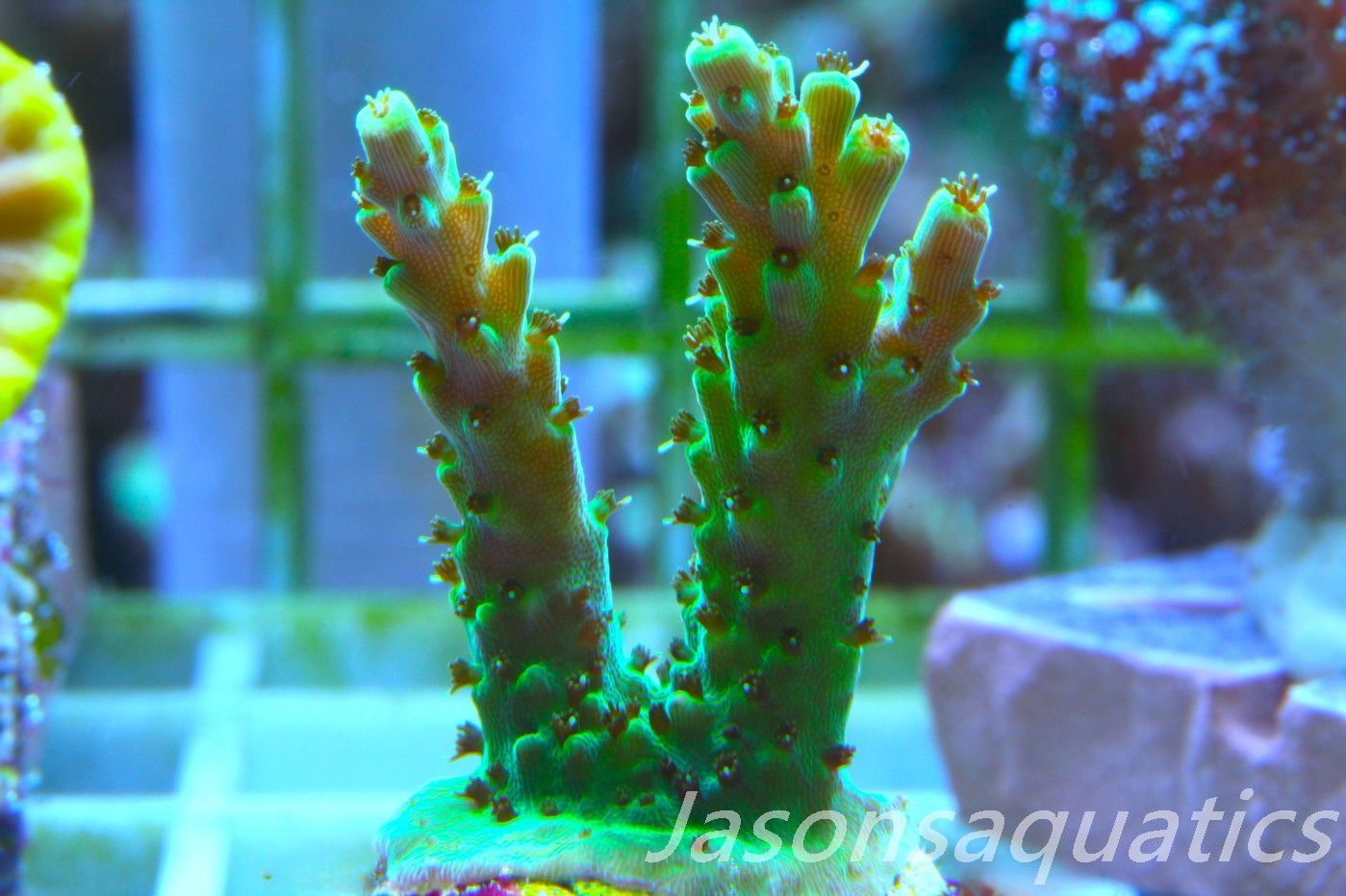 Acropora, Stunning Dayglow Table Frag A