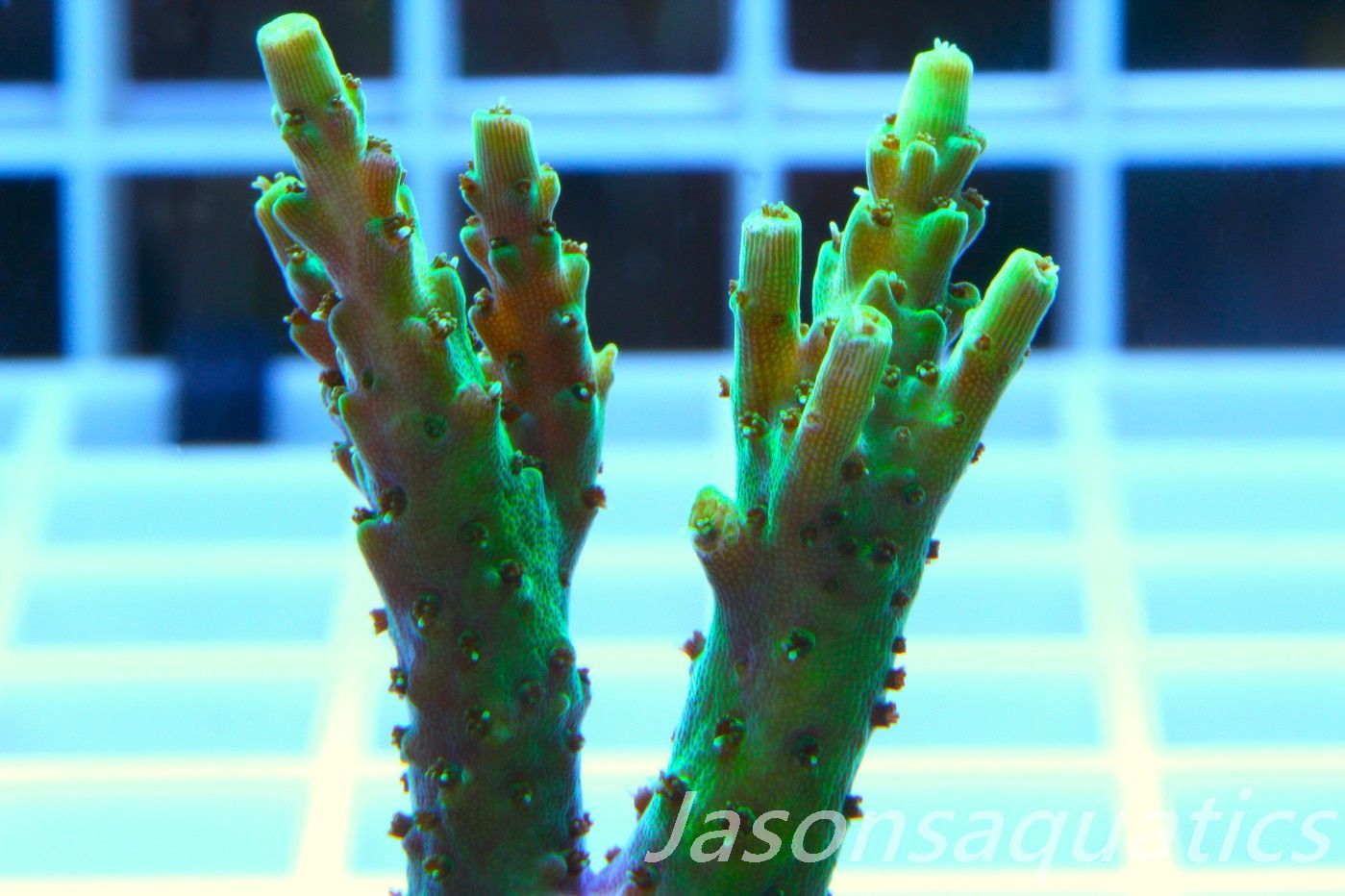 Acropora, Stunning Dayglow Table Frag A Acropora, Stunning Dayglow Table Frag A