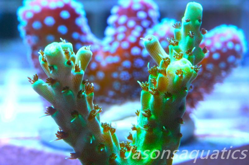Acropora, Stunning Dayglow Table Frag C