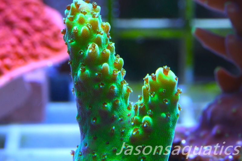 Acropora, Stunning Dayglow Table Frag C