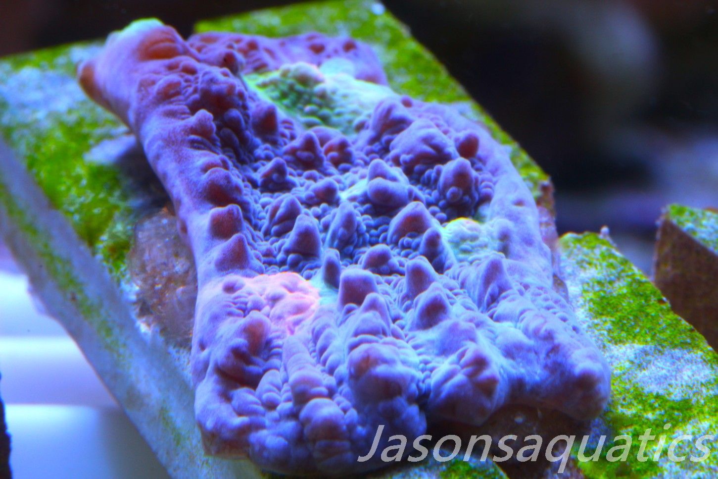 Echinophyllia Chalice, Multi colour mouths Frag B