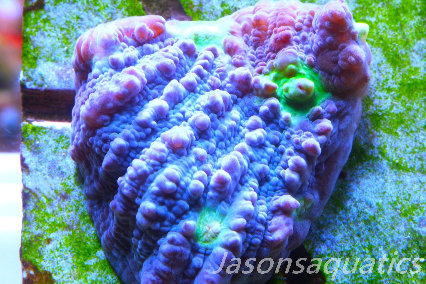 Echinophyllia Chalice, Multi colour mouths Frag D