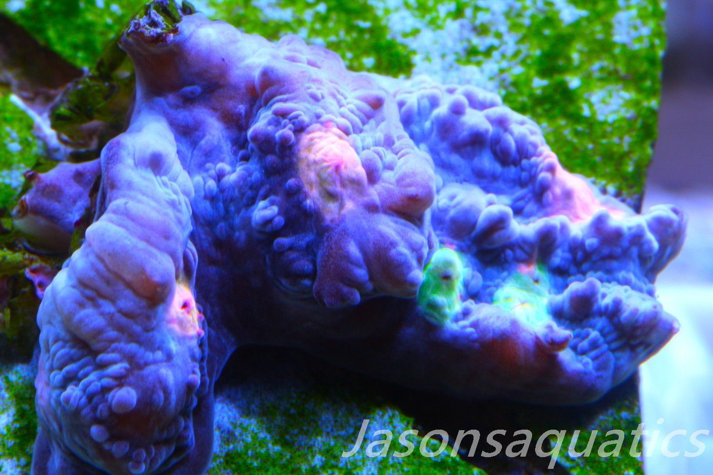 Echinophyllia Chalice, Multi colour mouths Frag E