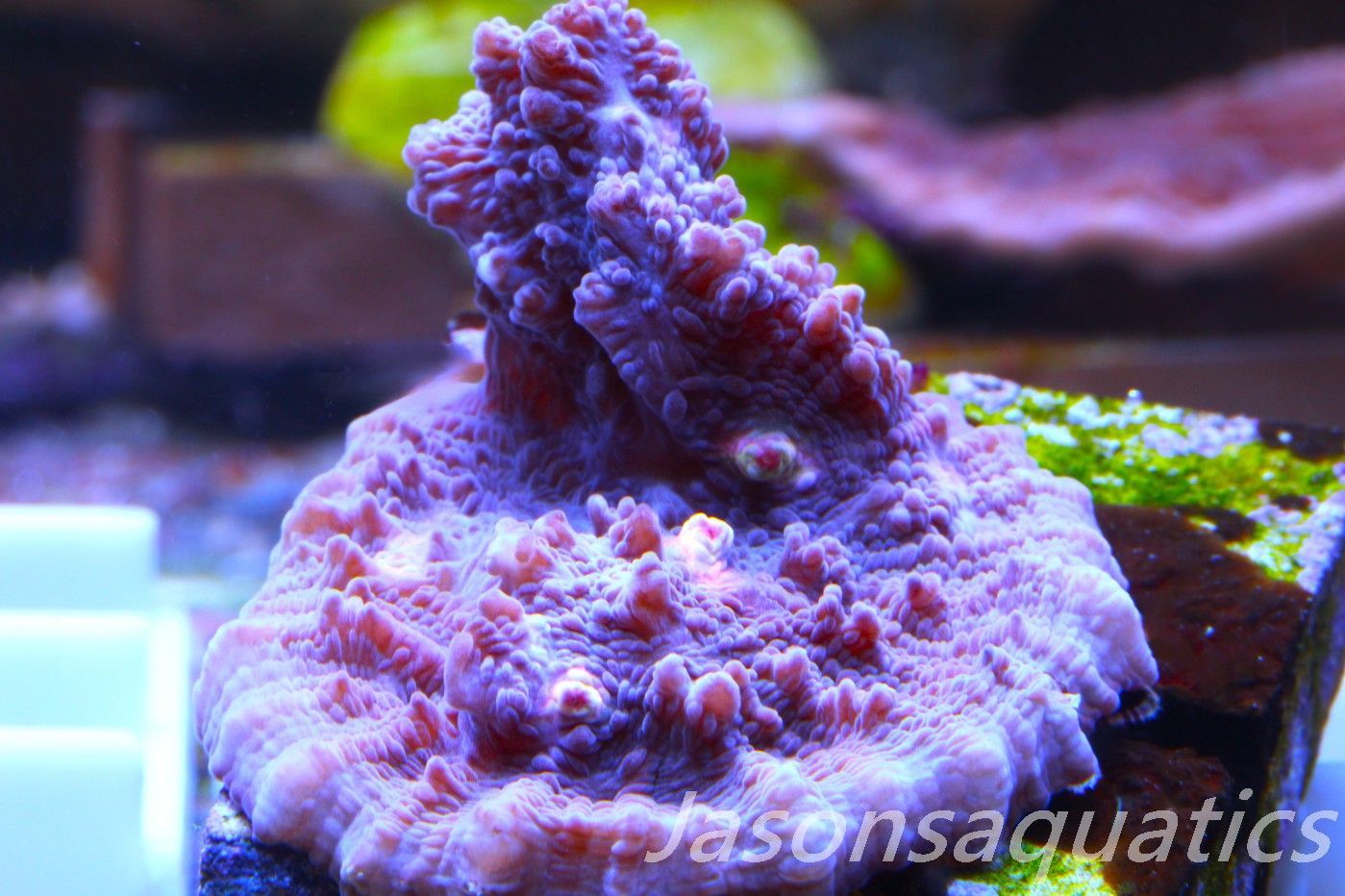 Echinophyllia Chalice, Multi colour mouths Frag E Echinophyllia Chalice, Multi colour mouths Frag E