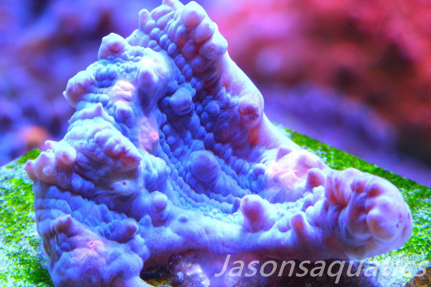 Echinophyllia Chalice, Multi colour mouths Frag C