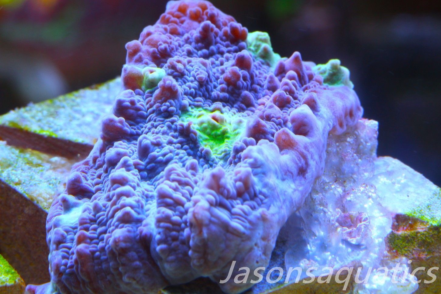Echinophyllia Chalice, Multi colour mouths Frag A Echinophyllia Chalice, Multi colour mouths Frag A