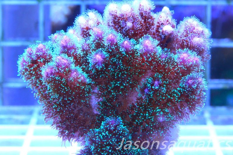 Pocillopora Mix, Frag A
