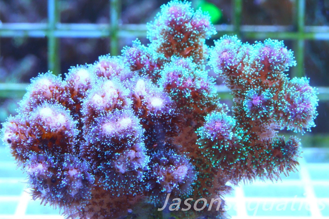 Pocillopora Mix, Frag A