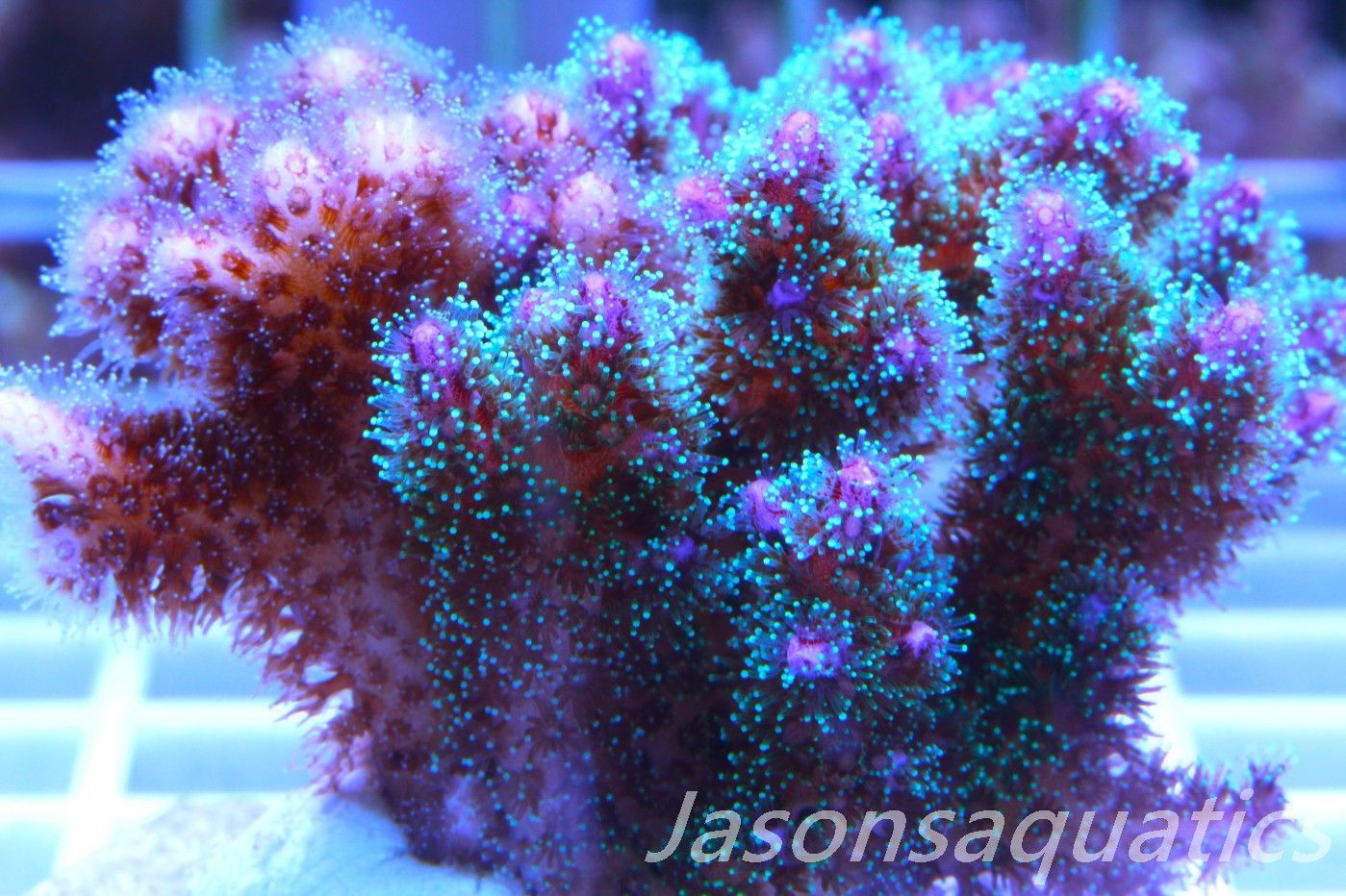 Pocillopora Mix,Micro Colony, Frag A Pocillopora Mix,Micro Colony, Frag A