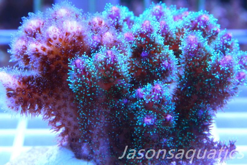 Pocillopora Mix,Micro Colony, Frag A