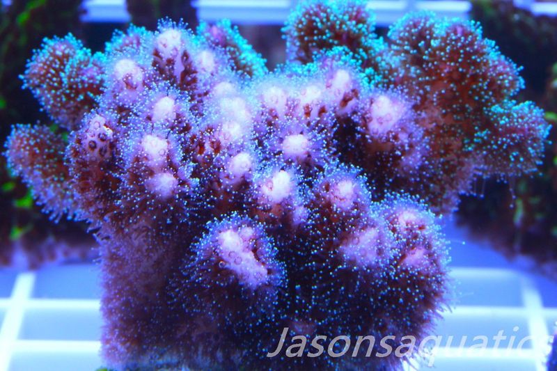 Pocillopora Mix,Micro Colony, Frag A