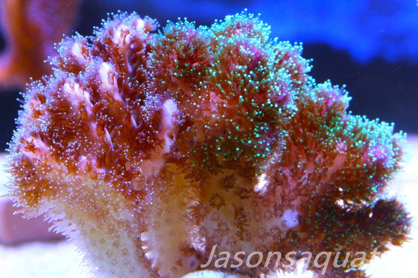 Pocillopora Mix,Micro Colony, Frag A Pocillopora Mix,Micro Colony, Frag A