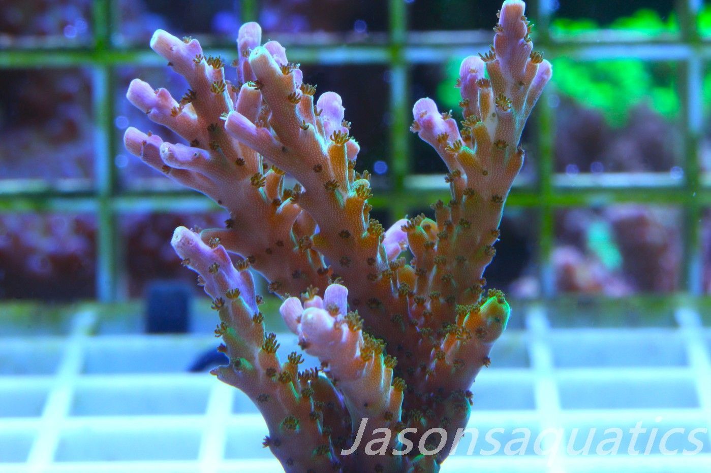 Acropora Pink/Purple Tip, Frag D