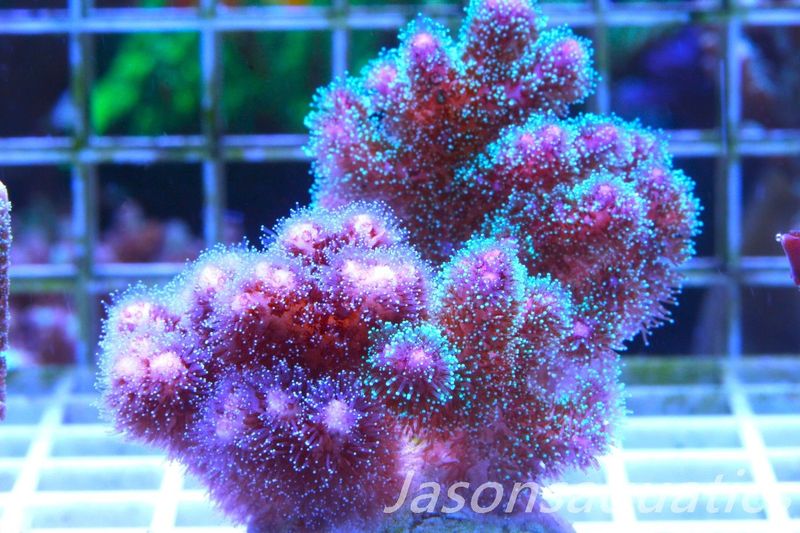 Pocillopora Mix, Frag B