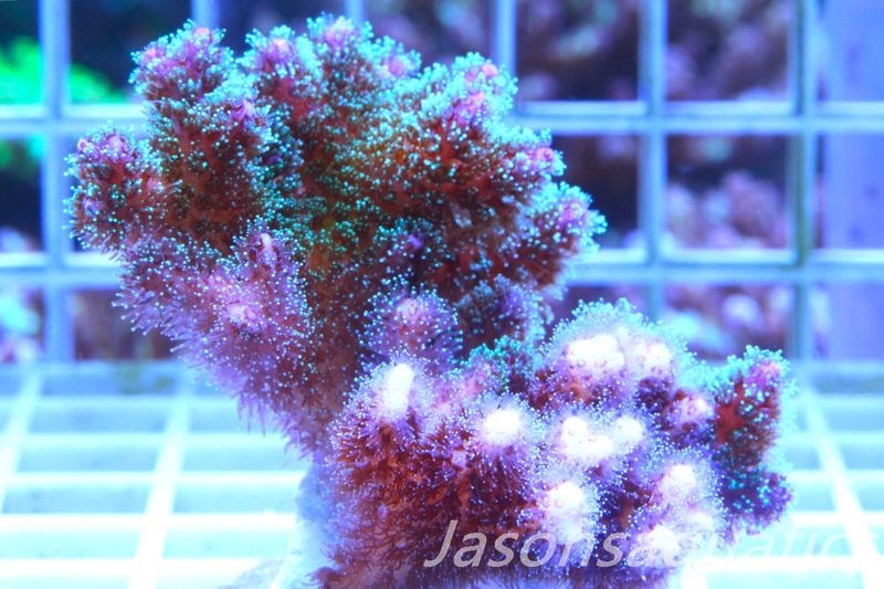 Pocillopora Mix,Micro Colony, Frag B