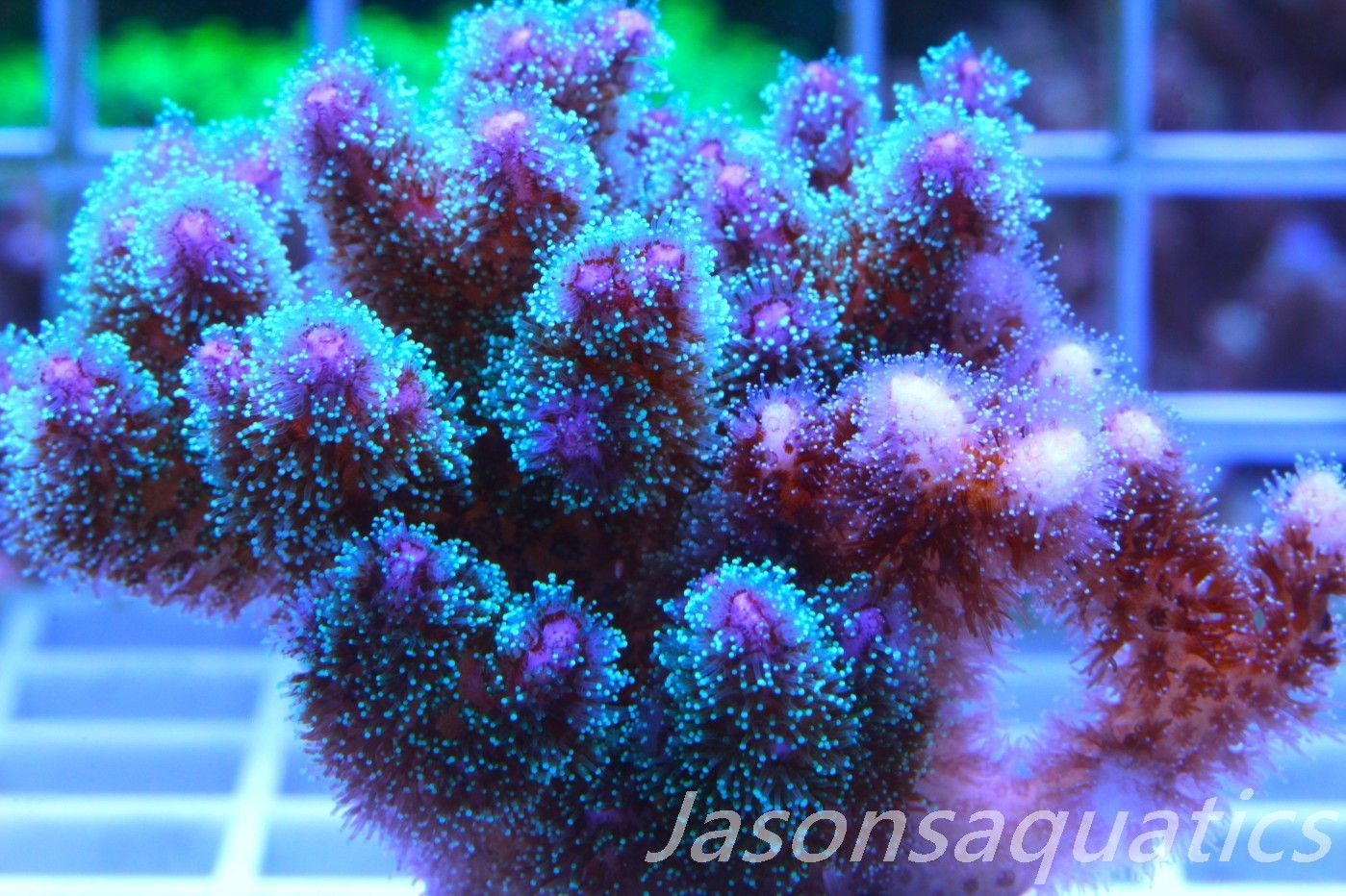 Pocillopora Mix,Micro Colony, Frag C