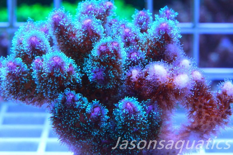 Pocillopora Mix,Micro Colony, Frag C