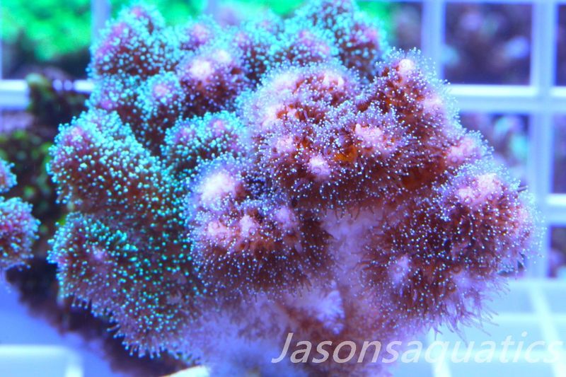 Pocillopora Mix,Micro Colony, Frag C