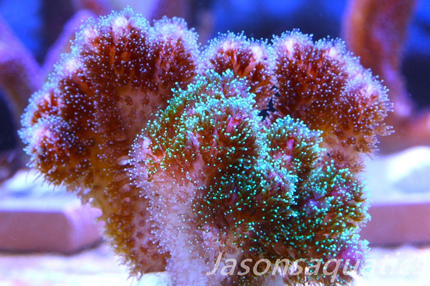 Pocillopora Mix,Micro Colony, Frag C