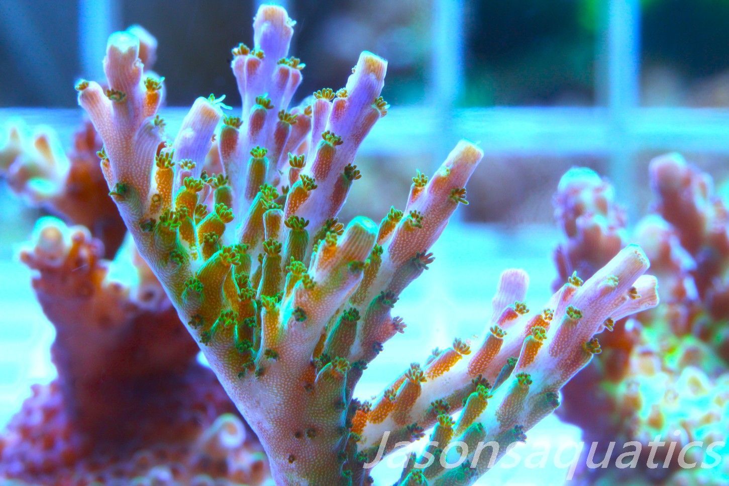 Acropora Pink/Purple Tip, Frag A
