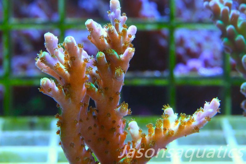 Acropora Pink/Purple Tip, Frag E