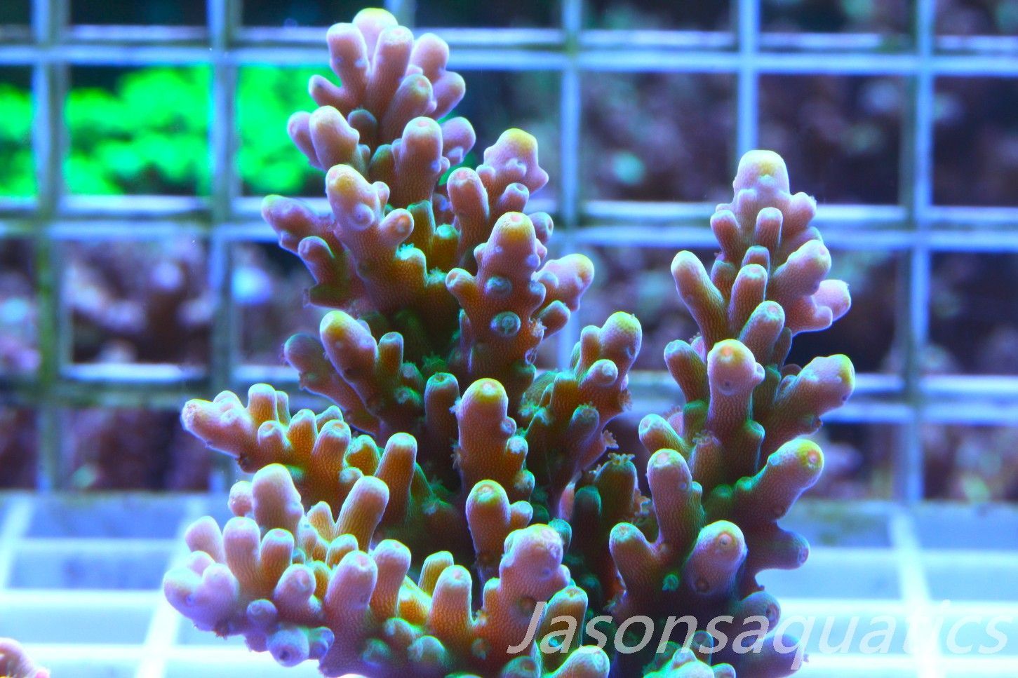 Acropora Frog Skin Frag B