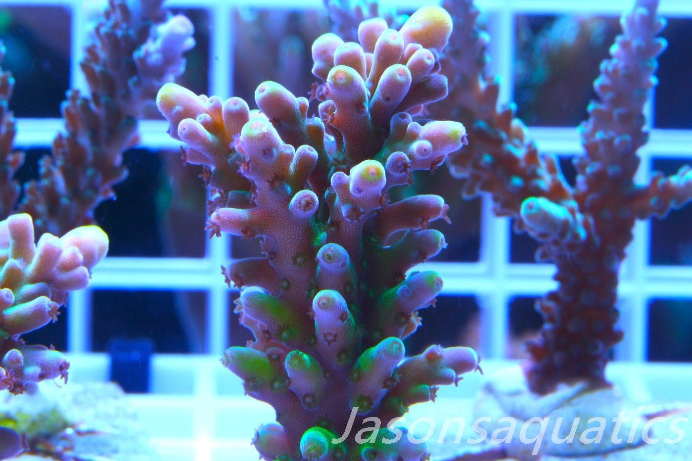 Acropora Frog Skin Frag B