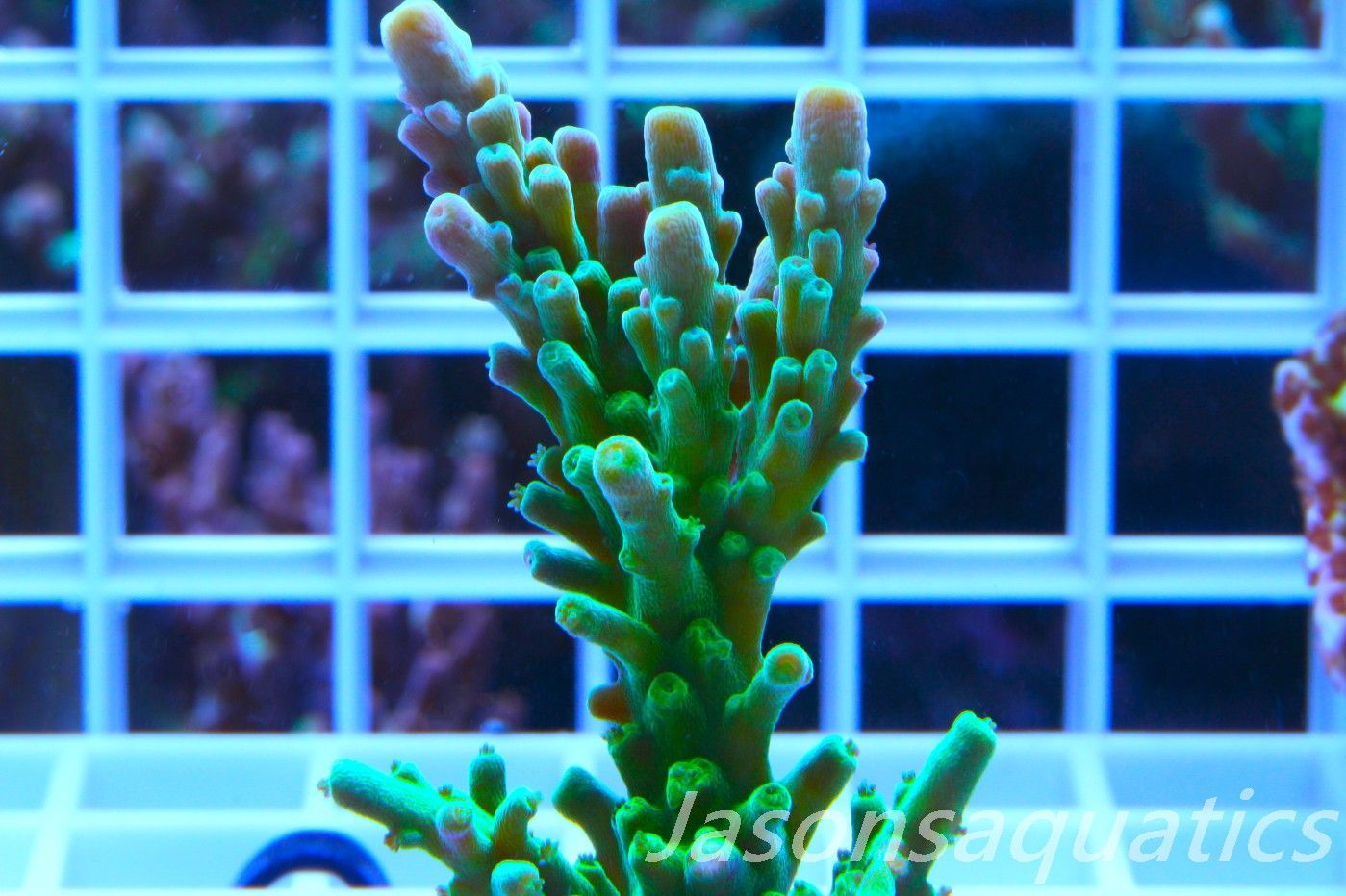 Acropora Frog Skin Frag B