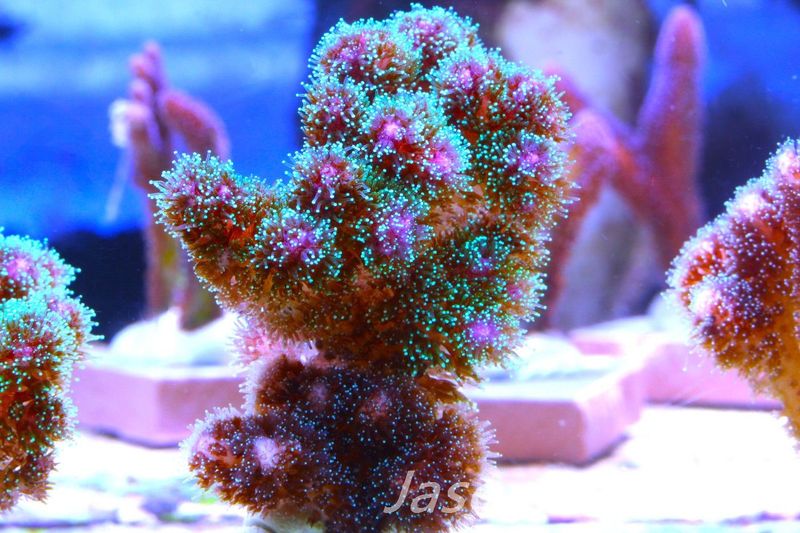 Pocillopora Mix, Frag E