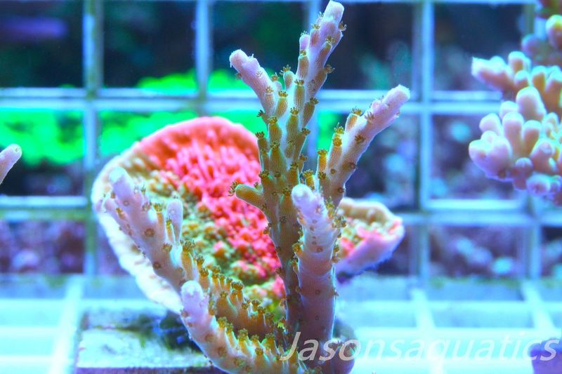 Acropora Pink/Purple Tip, Frag B