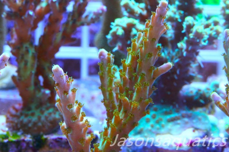 Acropora Pink/Purple Tip, Frag B