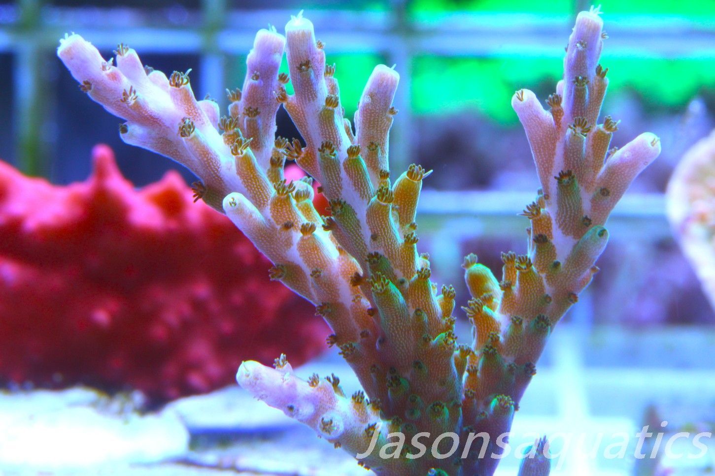 Acropora Pink/Purple Tip, Frag C