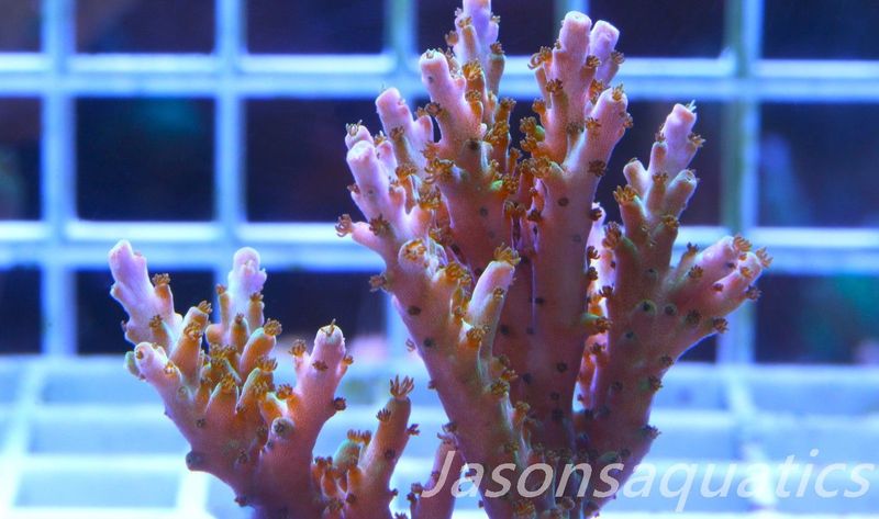 Acropora Pink/Purple Tip, Frag C