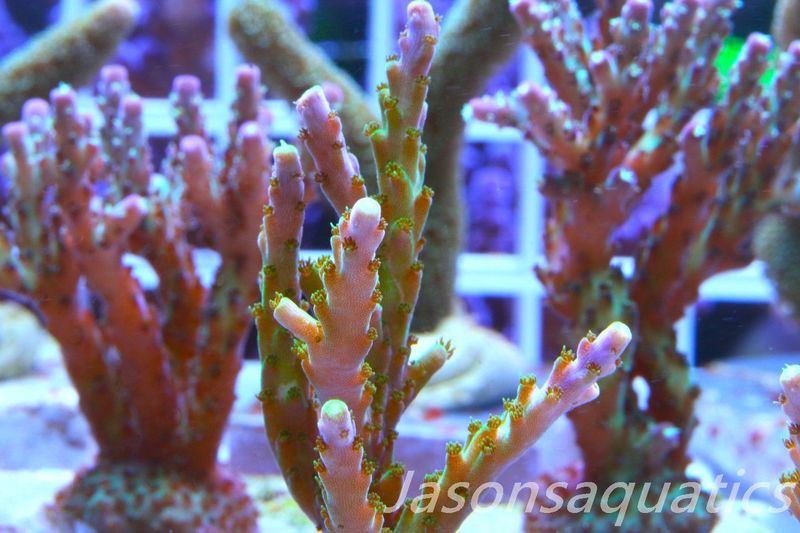 Acropora Pink/Purple Tip, Frag C