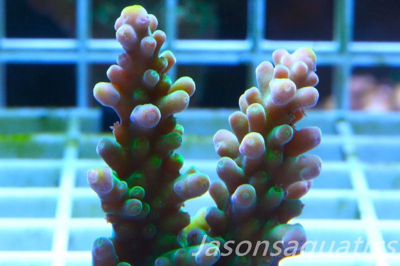 Acropora Frog Skin Frag D