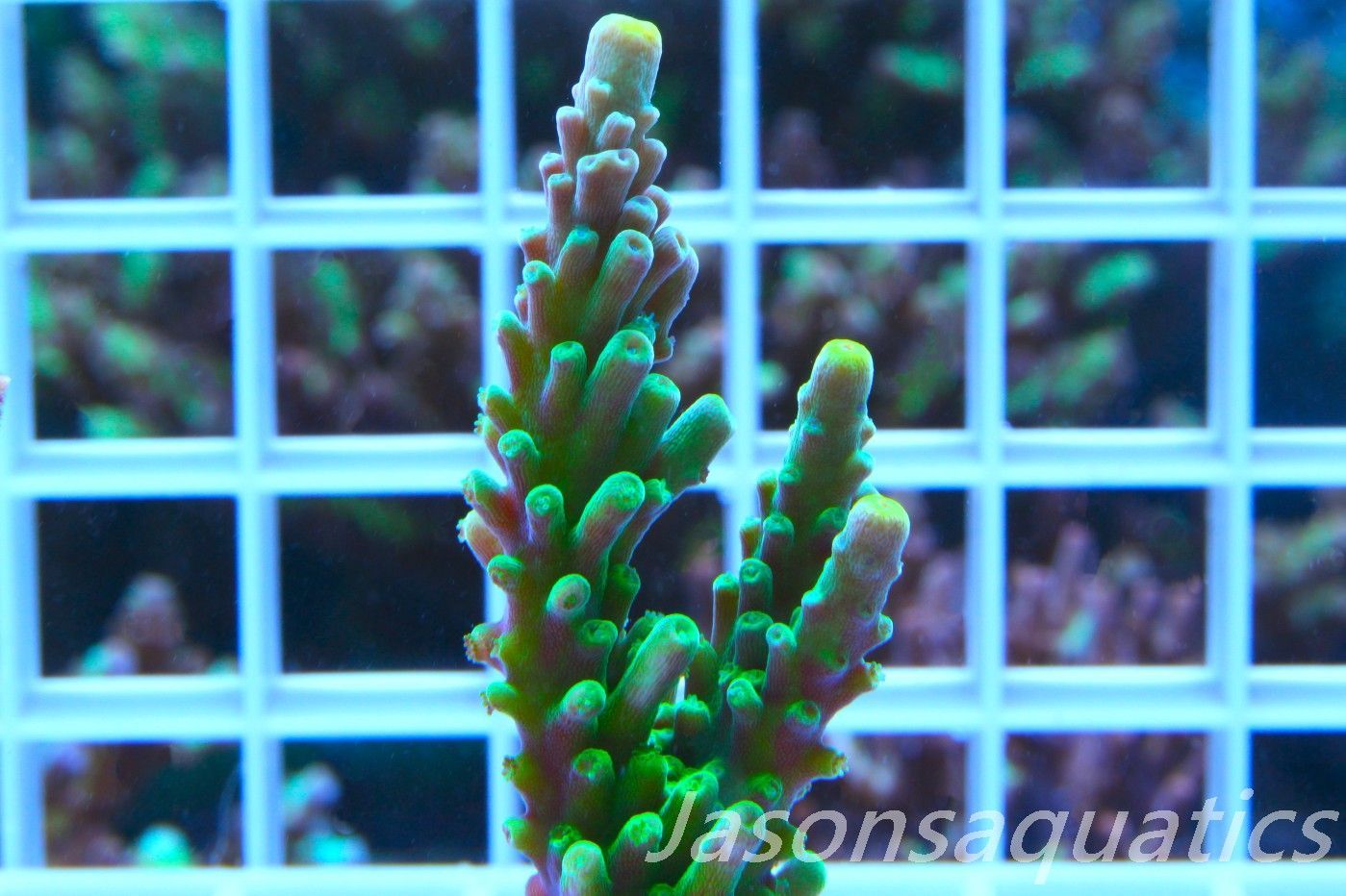 Acropora Frog Skin Frag D