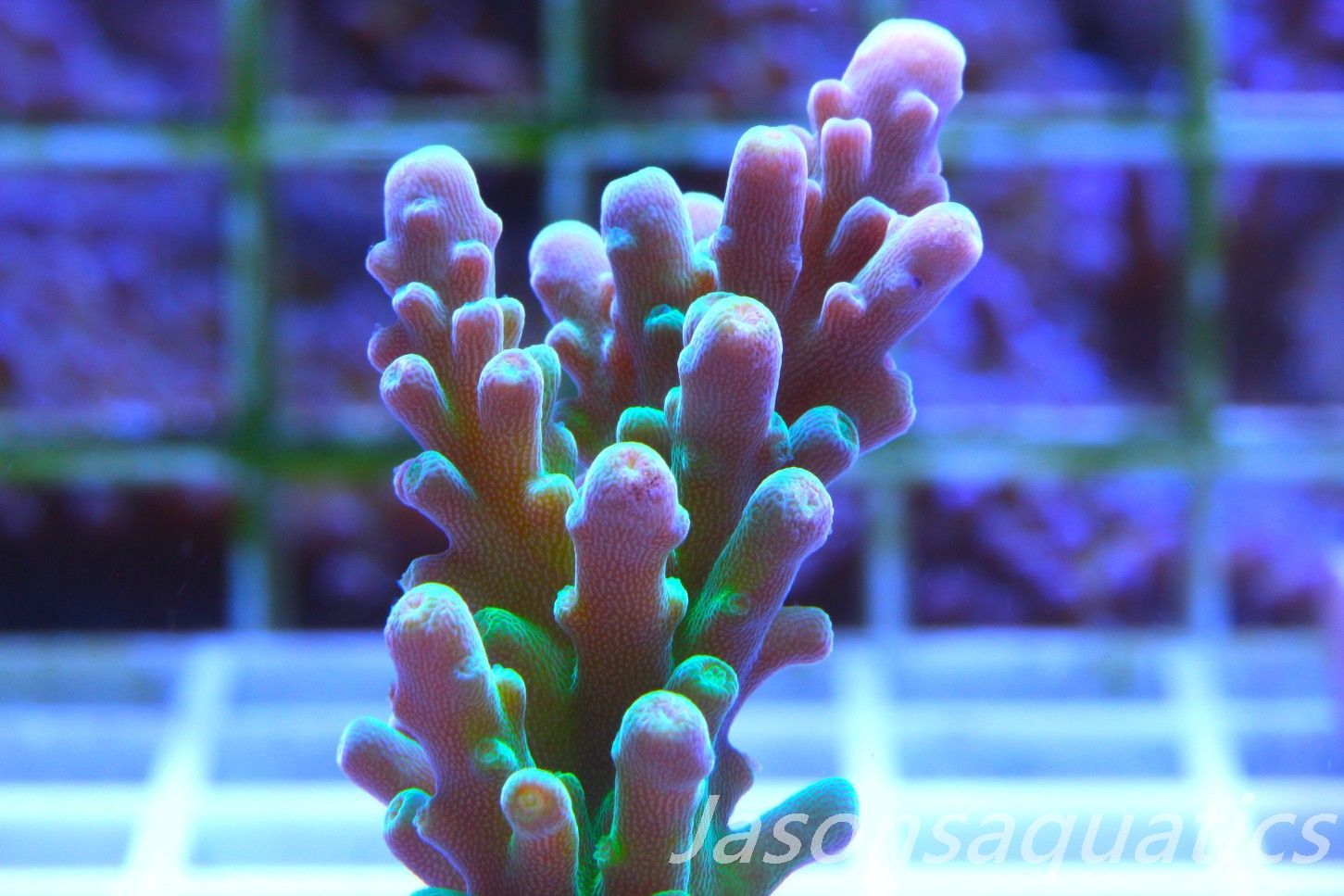 Acropora Frog Skin Frag A