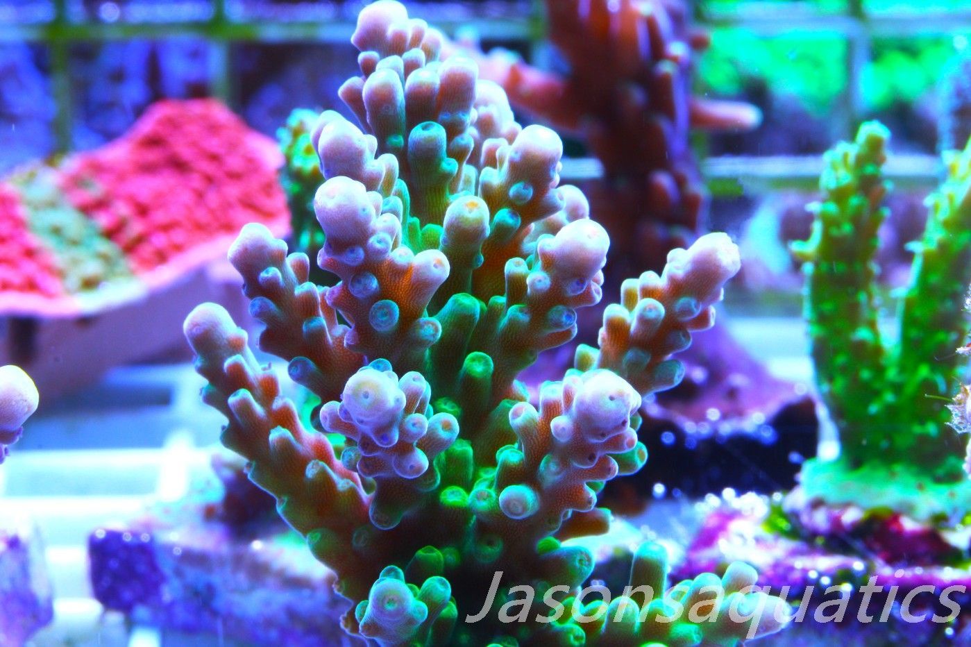 Acropora Frog Skin,Micro colony,Frag A