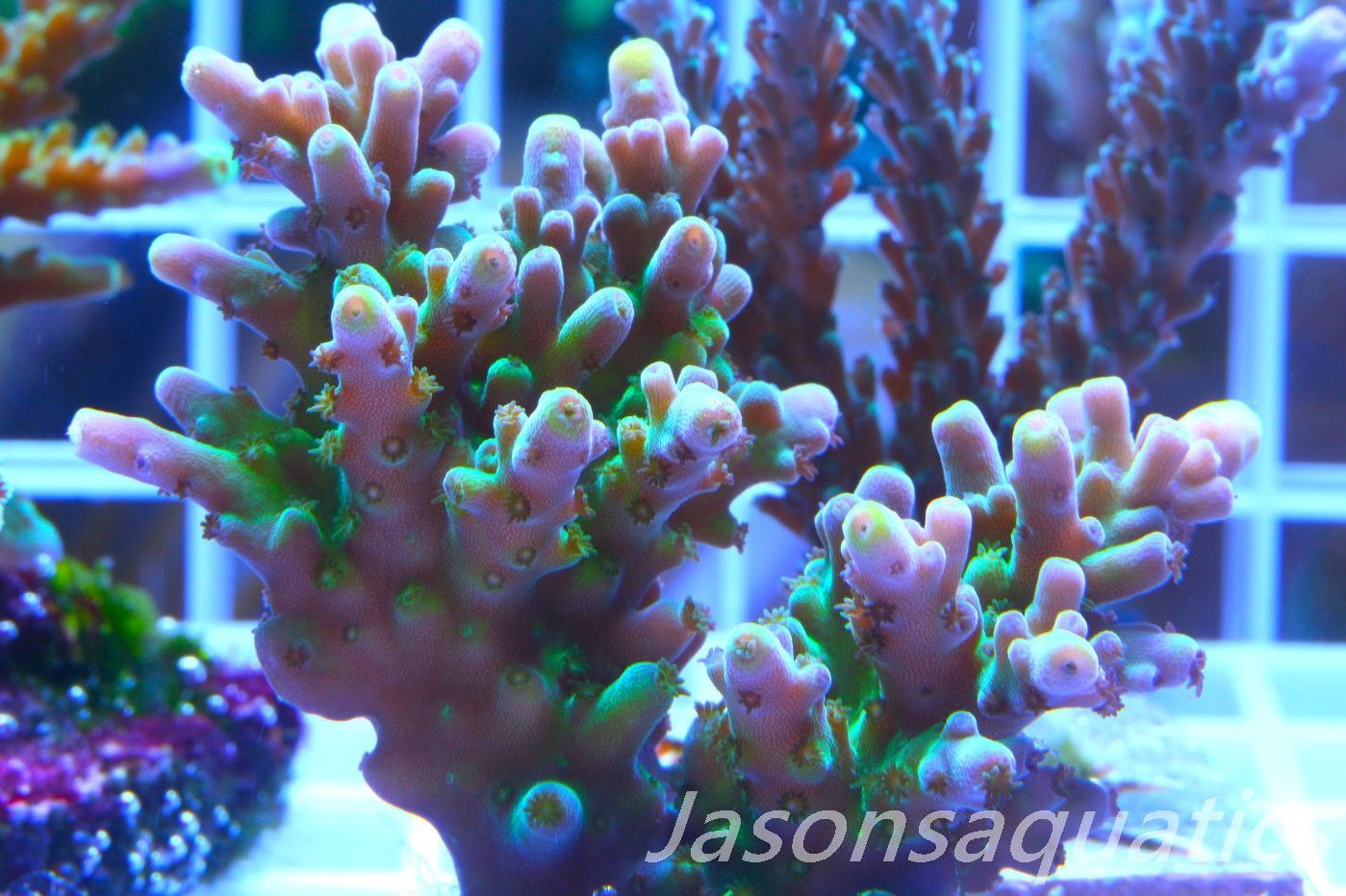 Acropora Frog Skin,Micro colony,Frag A