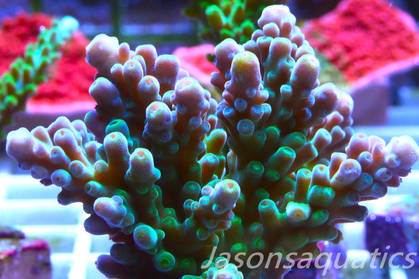 Acropora Frog Skin,Micro colony, Frag C
