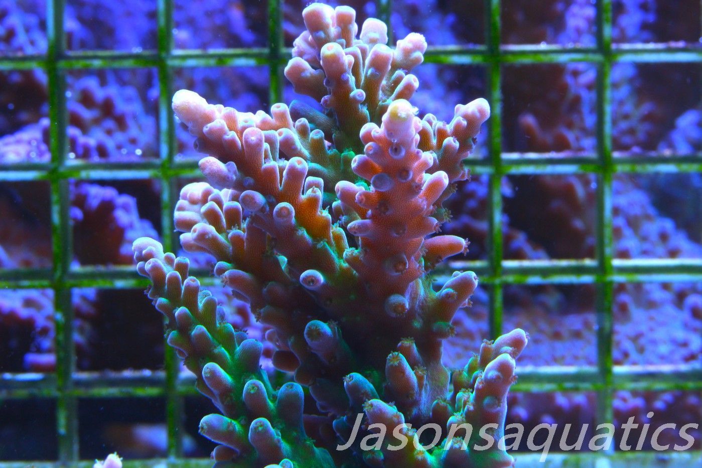 Acropora Frog Skin,Micro colony Frag E
